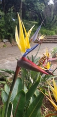 Strelitzia
