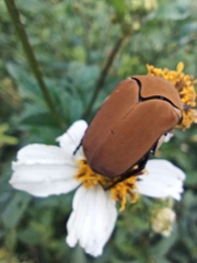 Hologymnetis cinerea