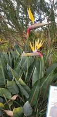 Strelitzia