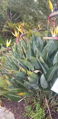 Strelitzia