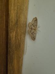 Lambdina fiscellaria