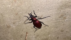Carabus smaragdinus