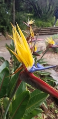 Strelitzia