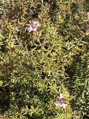 Westringia eremicola