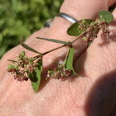 Euphorbia nutans