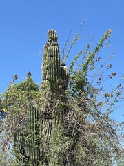 Pachycereus pringlei