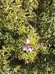 Westringia eremicola