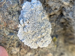 Dimelaena