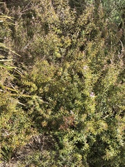 Westringia eremicola