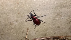 Carabus smaragdinus
