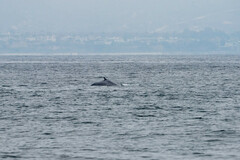 Balaenoptera musculus