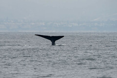 Balaenoptera musculus