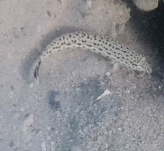 Parapercis hexophtalma