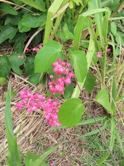 Antigonon