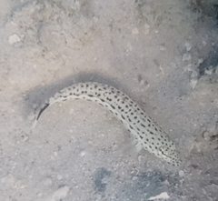 Parapercis hexophtalma