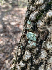 Lecanoromycetes