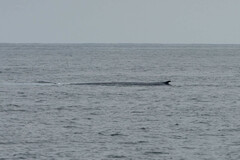 Balaenoptera musculus