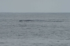 Balaenoptera musculus