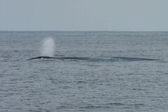 Balaenoptera musculus