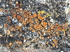 Xanthorioideae