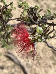 Calliandra californica