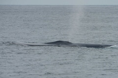 Balaenoptera musculus