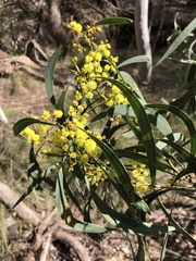 Phyllodineae
