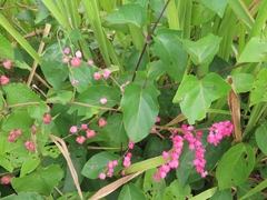 Antigonon