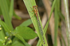 Xanthagrion erythroneurum