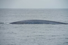 Balaenoptera musculus