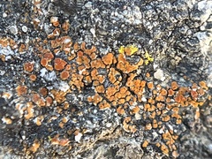 Xanthorioideae