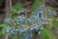 Berberis aquifolium