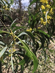 Phyllodineae