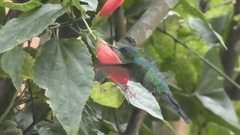 Thalurania glaucopis