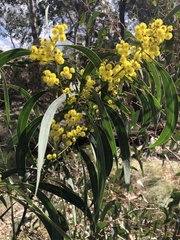 Phyllodineae