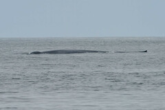 Balaenoptera musculus