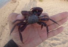 Metopograpsus thukuhar