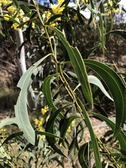Phyllodineae
