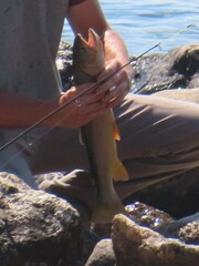 Oncorhynchus clarkii