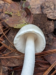 Phalloideae