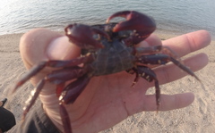 Metopograpsus thukuhar