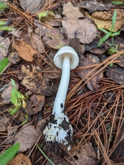 Phalloideae