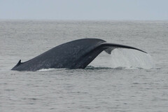 Balaenoptera musculus
