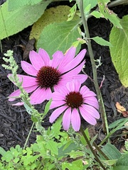 Echinacea purpurea
