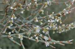Eriogonum heermannii