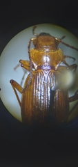 Nebria diversa