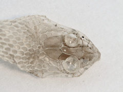 Malpolon monspessulanus