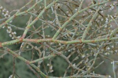Eriogonum heermannii