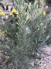 Phyllodineae