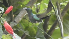 Thalurania glaucopis